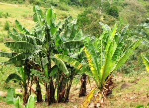 Banana and closely resembling enset (on the foreground) in a farmers field in Southern Ethiopia.