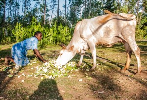 Langano feeds her cow leaves and pseudo stems of the enset. it's an important food and livestock feed