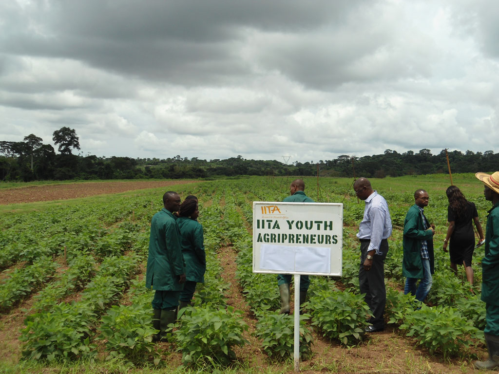 Dr Gbassey Tarawali (middle) with IYA on a soybean field
