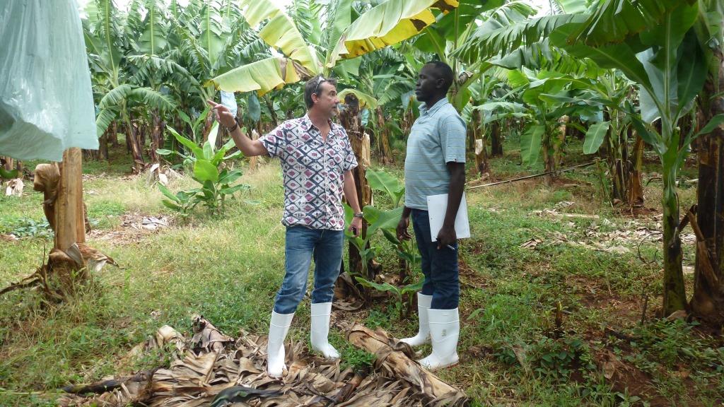 Dr Fen Beed of IITA and Dennis Ochola of Bioversity at the Foc TR4 afflicted farm in northern Mozambique