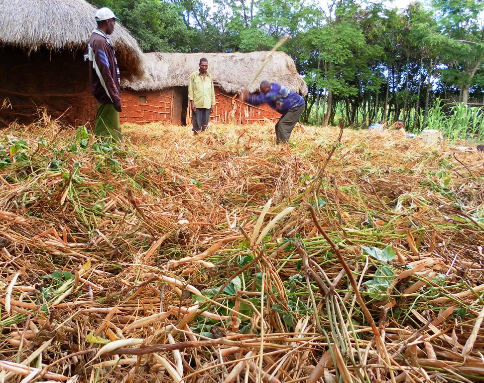 Farmers threshing beans in Babati, Tanzania
