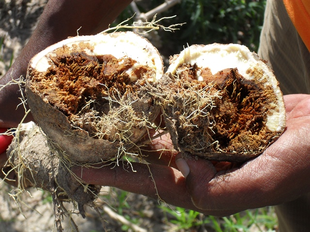 Cassava roots affected by cassava brown streak diseases - the linkage maps will help breeders in their efforts to develop varieties resistant to this deadly disease.