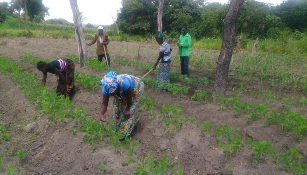 Farmers weeding soybean plots at a SUN demo site in Kasama, Northern Province