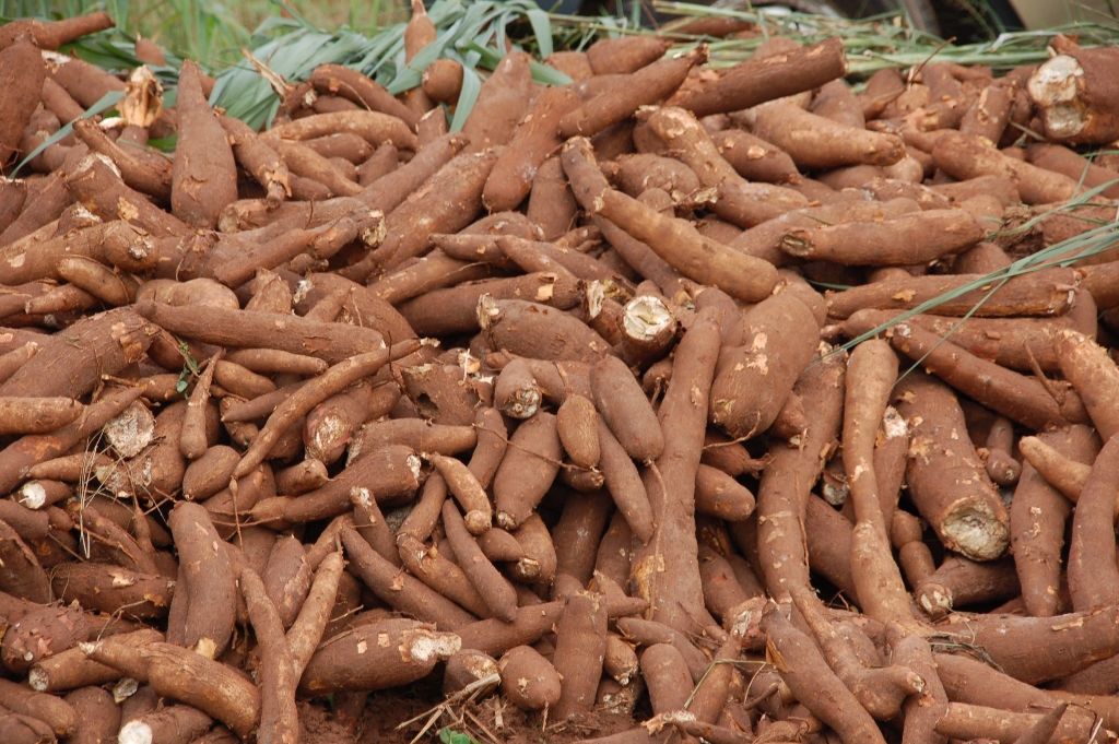 Fresh cassava roots