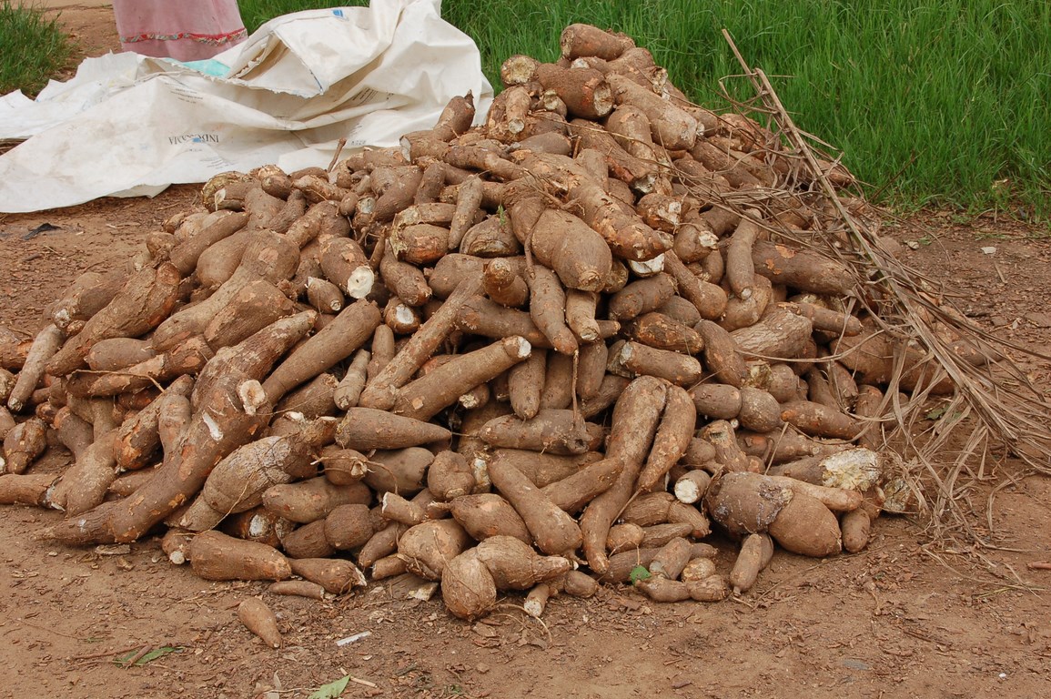 Cassava heap.