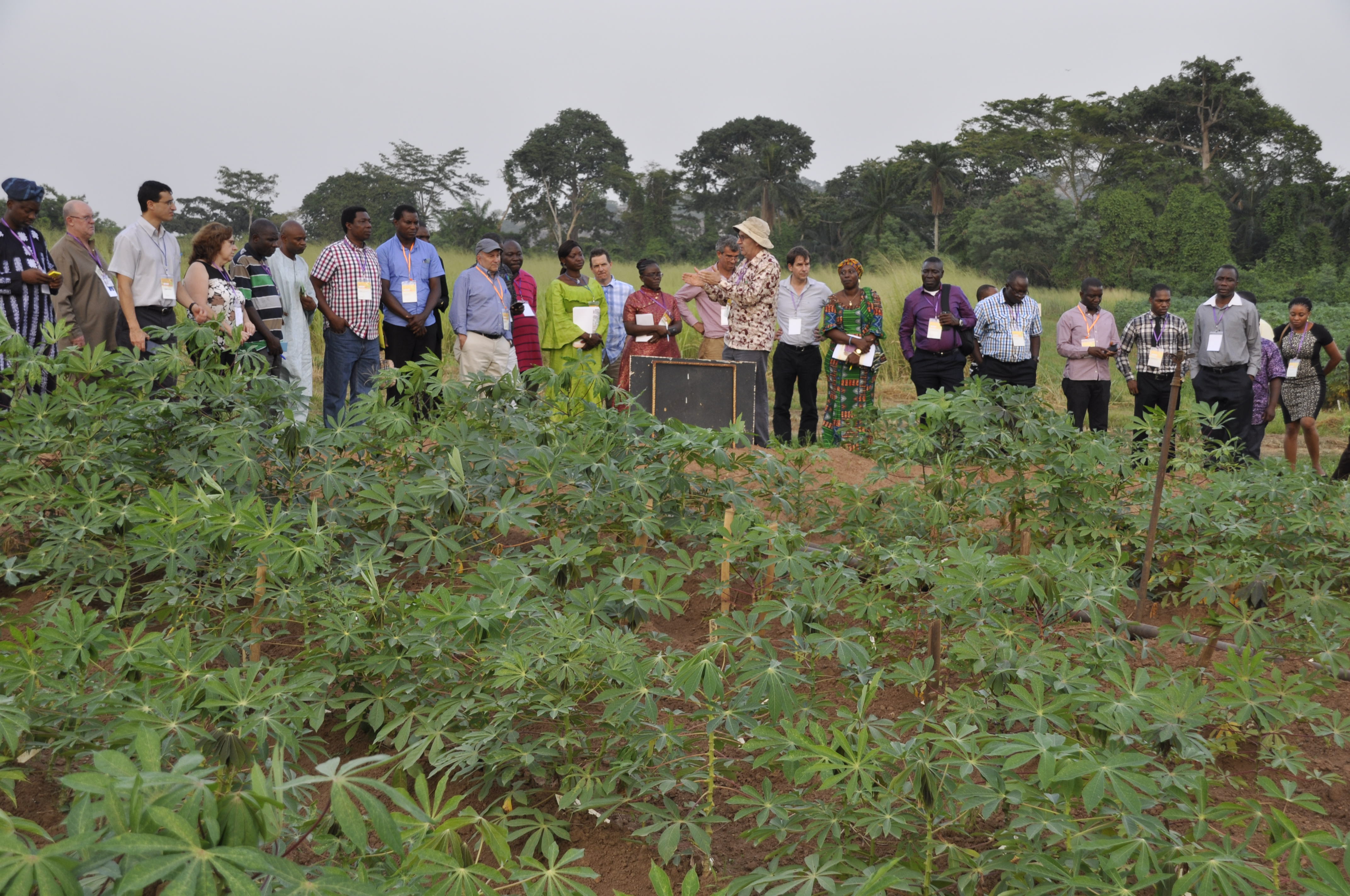 Dr Peter Kulakow (in front, wearing a hat) talks about the field operations and breeding procedures for the cassava seed system.