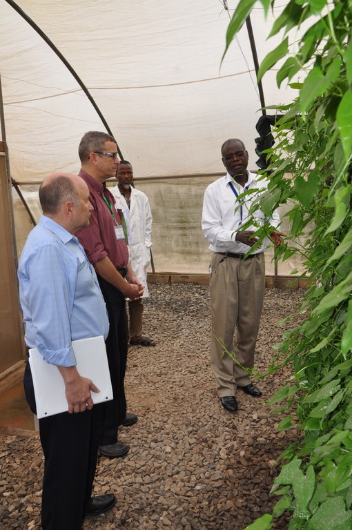 Dr Norbert Maroya shows yam plants grown in the screenhouse using the new technologies.