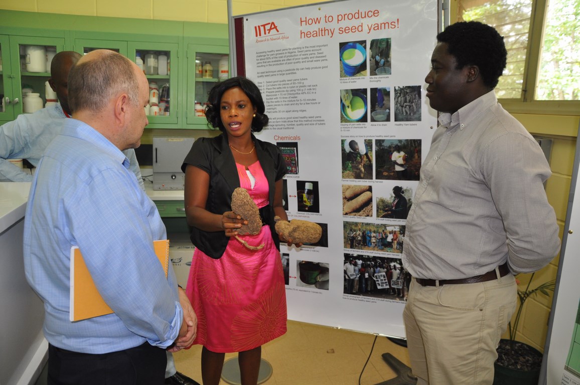 Lauren Good of the Gates Foundation listen as IITA staff explain the process of producing healthy seed yam.