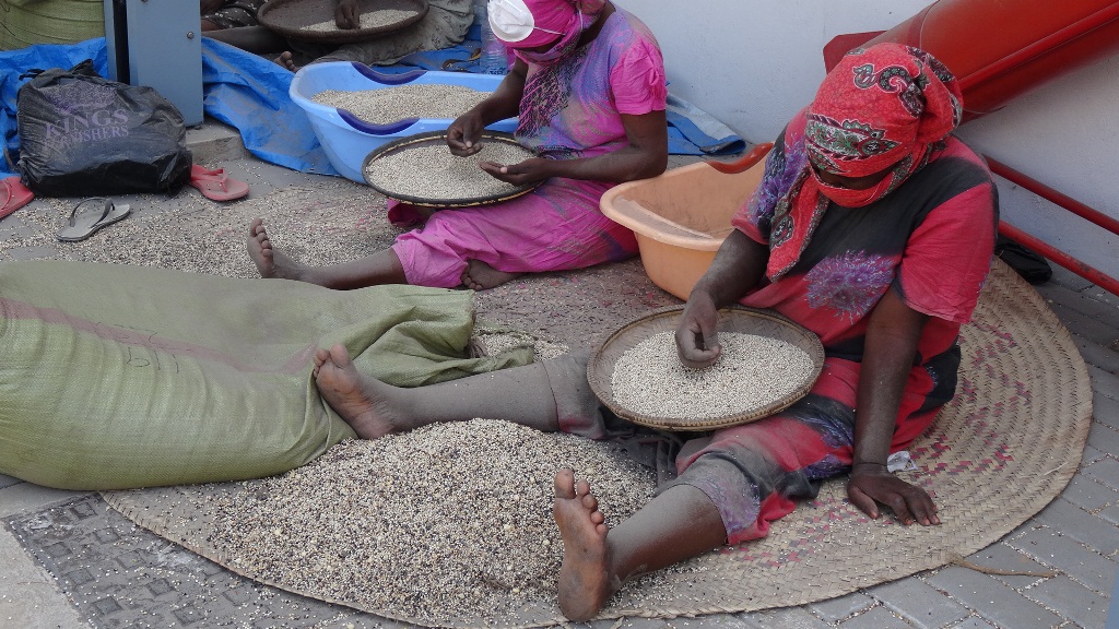 Women sift sorghum that will be roasted and used as a carrier for the aflasafe.