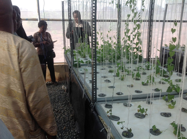 Scientists from CRI Ghana viewing yam plantlets growing at the aeroponics facility at Umudike.