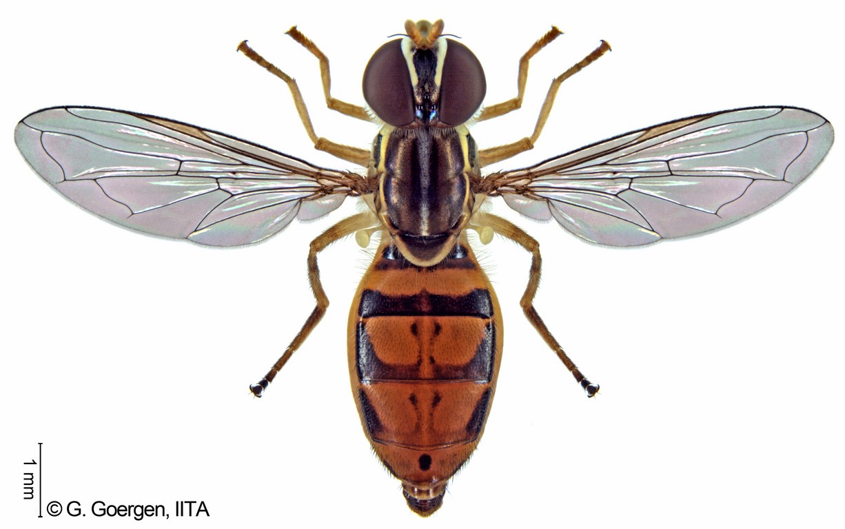 A second New World hoverfly, Toxomerus - floralis (Fabricius) (Diptera: Syrphidae), recorded from the Old World, with description of larval pollen-feeding ecology. Zootaxa: 4044 (4): 567–576.