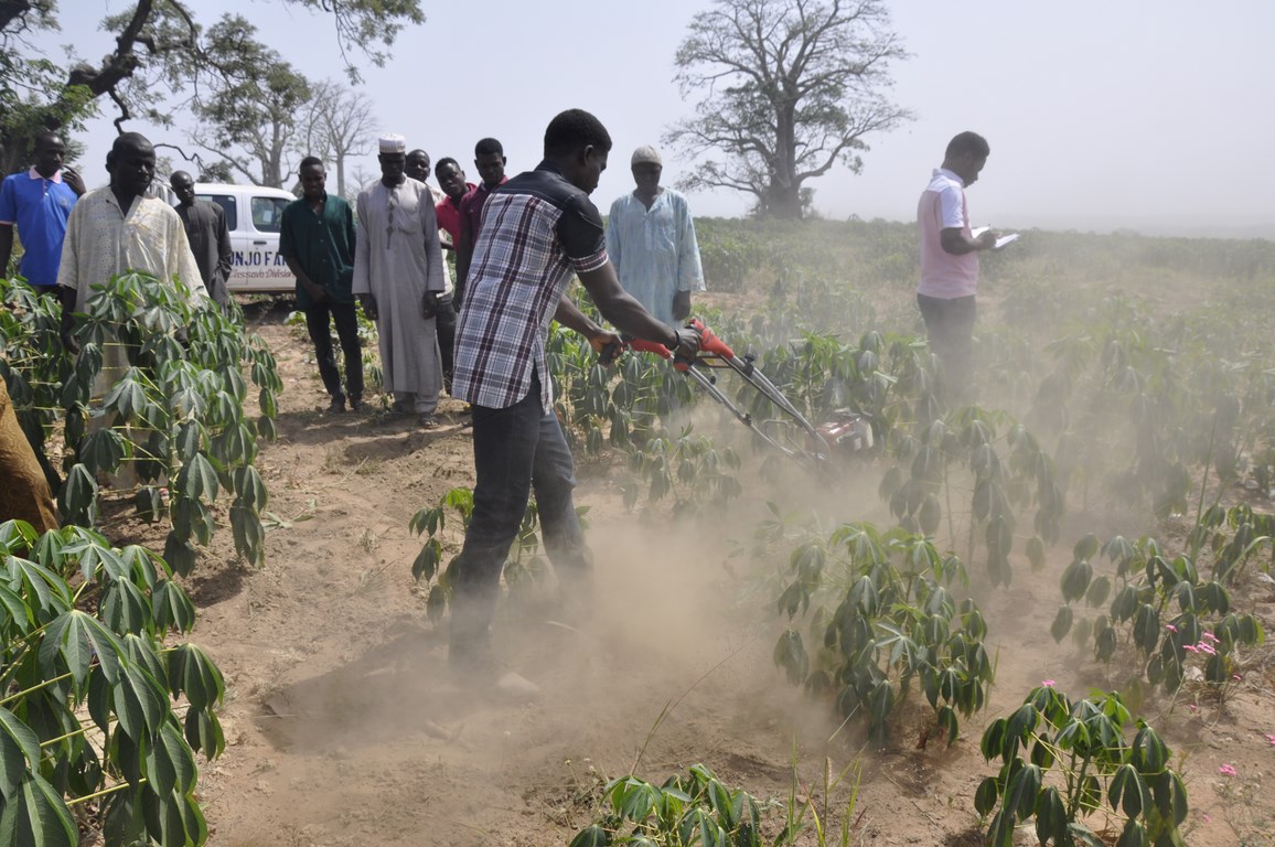 IITA’s Uchenna Ene demonstrates the use of the cassava weeding machine to training participants. 