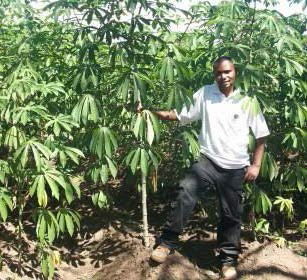 A happy cassava farmer shows off his field planted to IITA improved varieties.