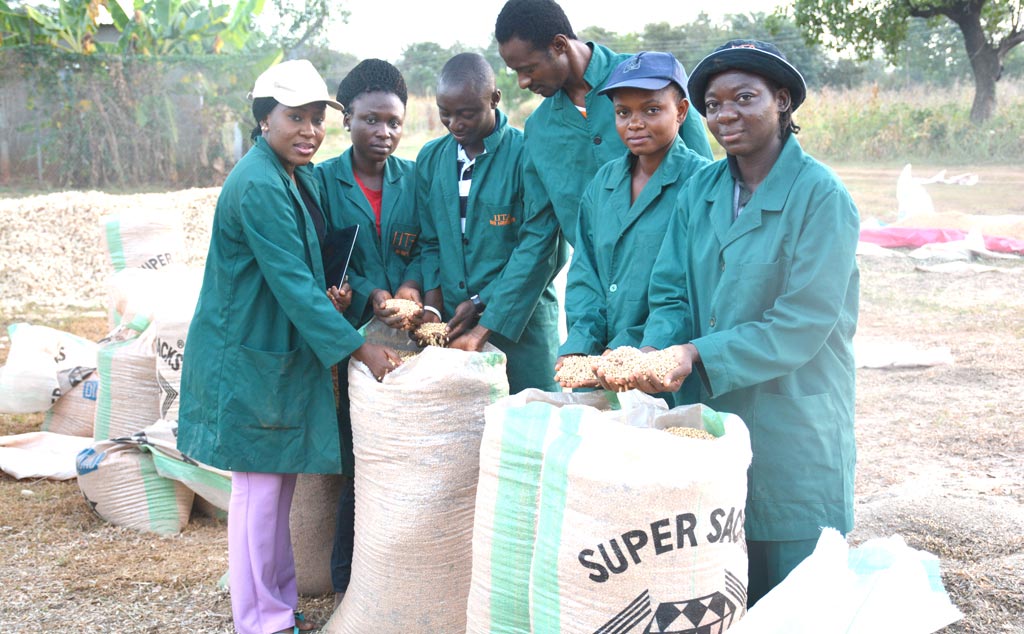 Picture of IITA Youth Agripreneurs at soybean seeds harvest point at Mokwa, Niger State