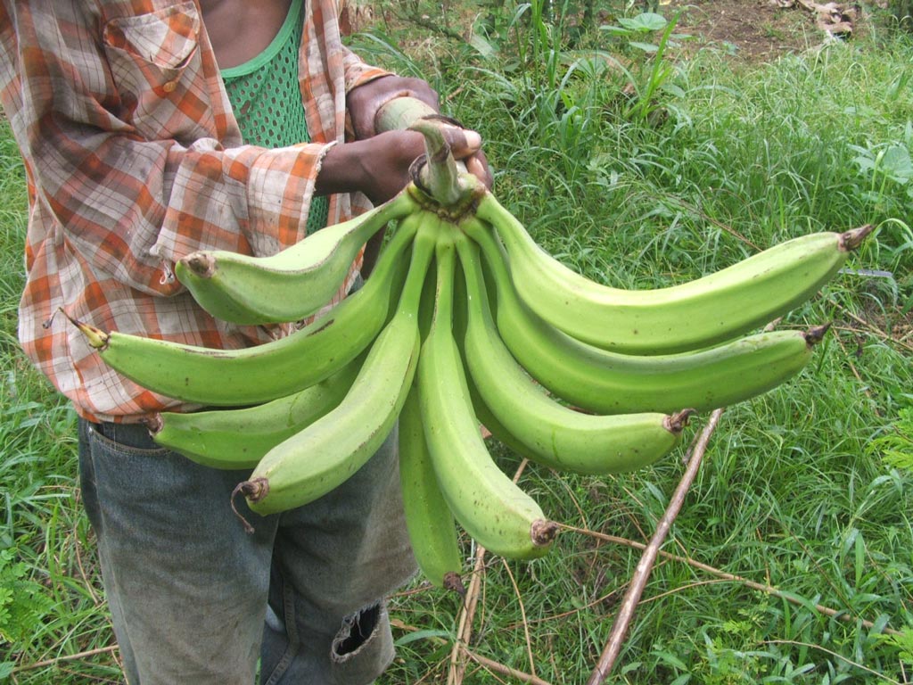Picture of A Horn plantain variety called Ikpolo Noir found in DR Congo