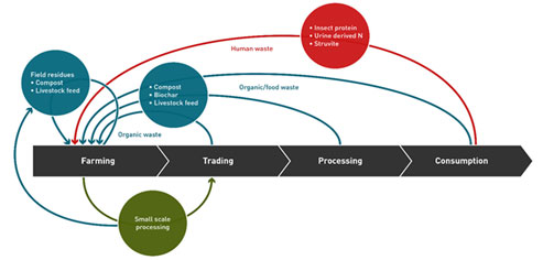 The RUNRES Concept of a Circular Economy Model. In the CE model, nothing is wasted in the food cycle; after consumption, the waste is processed into manure and animal feed that is reused in crop/livestock production. 