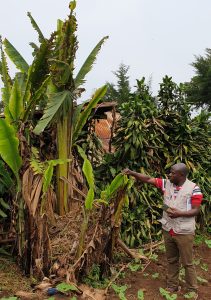 A quarantine inspector observing banana mat destroyed by the banana bunchy top virus that was first reported in sub-Saharan Africa about 60 years ago, presently widespread in Central African and recently invaded West Africa. 