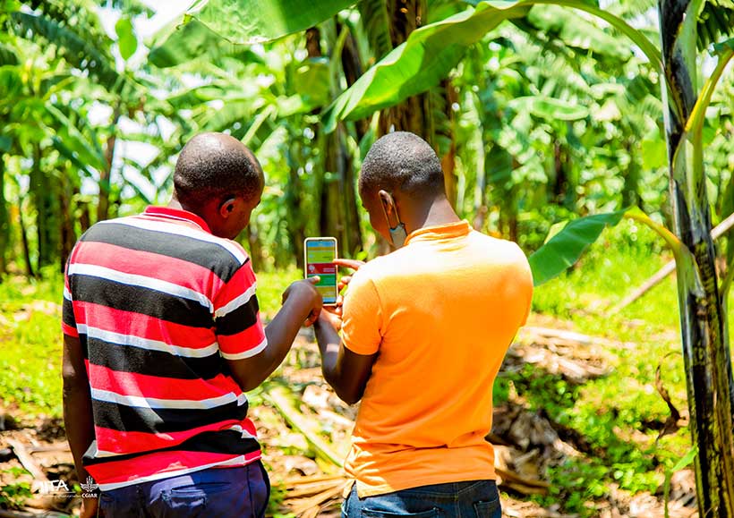 Helping farmers tackle banana BXW through agri-tech could protect them from incurring losses, and boost their livelihoods (Photo by IITA).