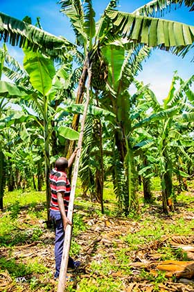 Banana is a staple food crop in Rwanda, but its most devastating disease (BXW), threatens food security of many people depending on the crop (Photo by IITA).