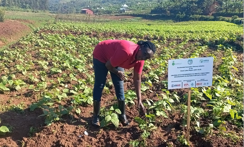 Emma Uwera in her beans demo plot in Rwamagana District, Eastern Province, Rwanda