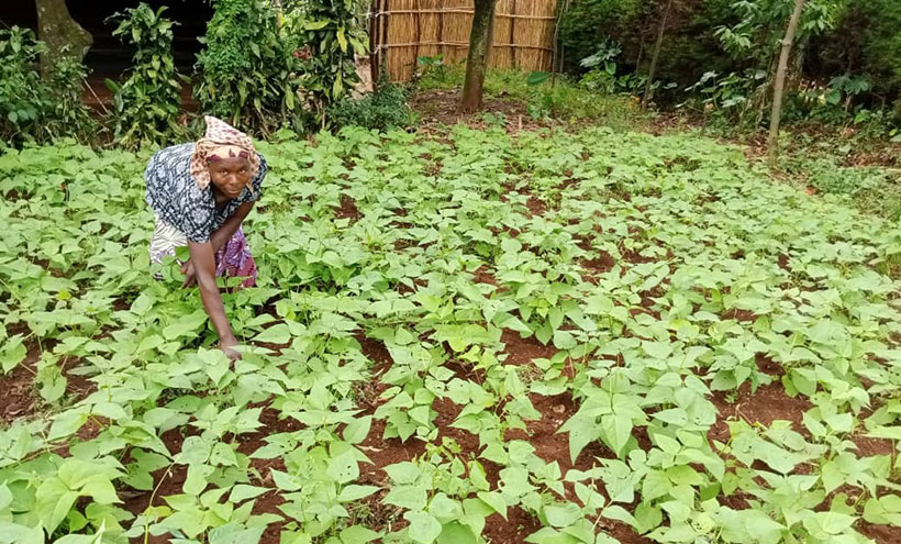 A farmer in her field trial for HM21 bean variety (received through small pack approach) in Karehe Zone (Lango Commune), Burundi