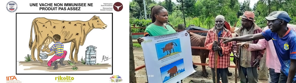 Social Behavior Change messages delivered to Cattle Breeders about vaccination against Theleirosis, cow synchronization, and insemination in Luhihi village, Kabare Territory in South Kivu, DRC