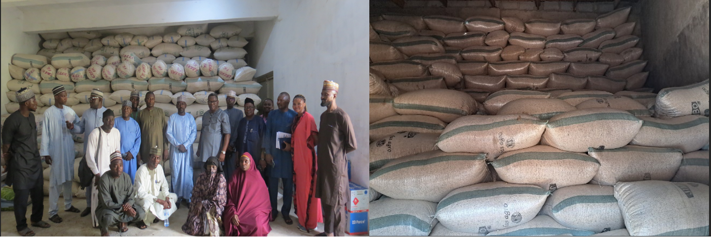 Mallam Isa, an aggregator at DAWANU Market in Kano, Nigeria, with cowpea grains ready for shipment to southern Nigeria for sale. 