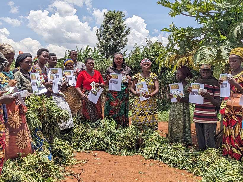 Farmers in Burera District, Rwanda, received small packs of orange-fleshed sweet potato vines, along with flyers containing key information about the seeds, to test in their small plots.