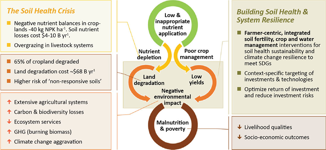 The vicious cycle of soil health decline, land degradation, poor crop yields, and ecosystem service loss underpinning the high incidence of malnutrition and poverty triggered by poor management of fertilizers and organic nutrient resources. Locally adapted integrated soil fertility and water management practices are critical for reversing the negative spiral and building soil health and resilience of crop production systems in Africa. Source: Zingore, 2022.