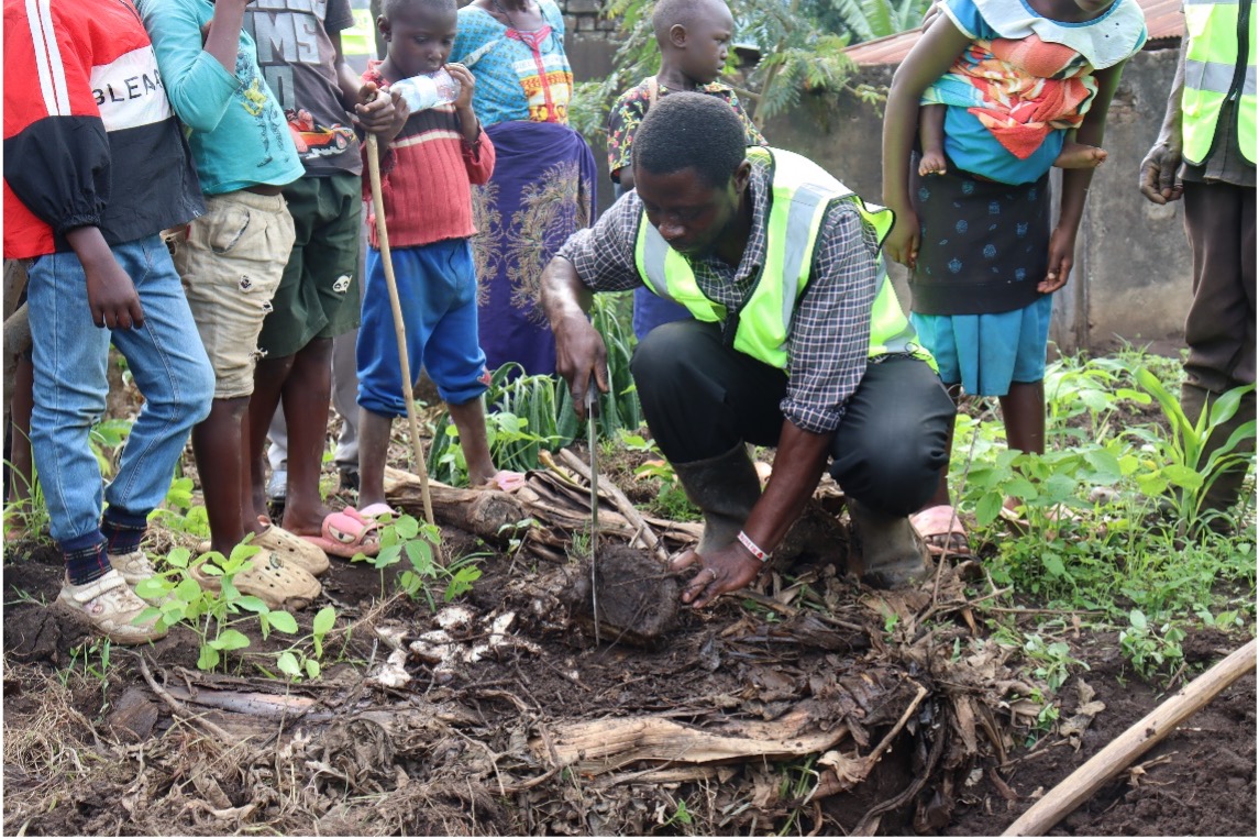 Picture 4. A farmer demonstrating how to uproot and chop the infected plants