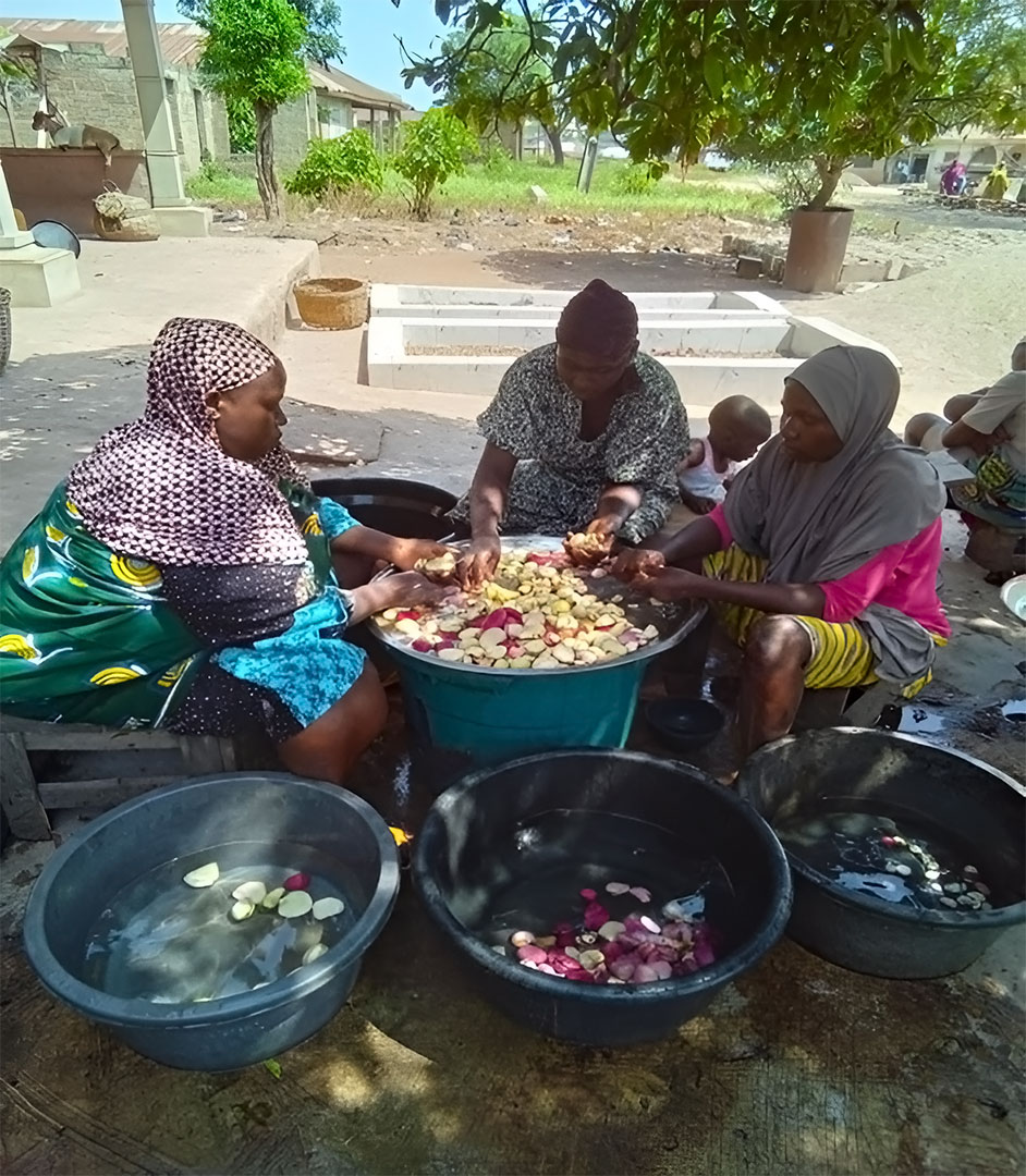 Women in Osun State sorting Kolanuts by diverse customers preferred colour to be sold on market day