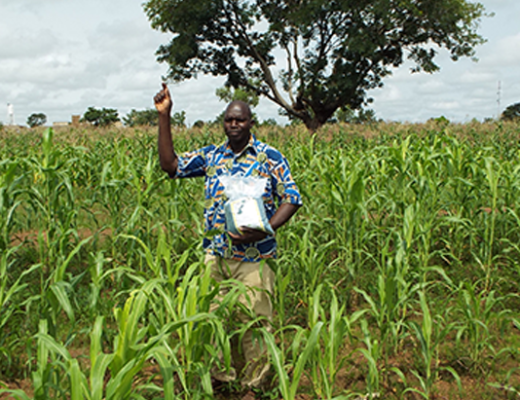 Farmer applying Aflasafe in a sorghum field
