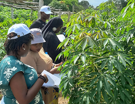 Plant Health team members carrying out pest assessment on a cassava field.