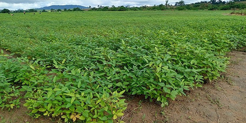 Soybean breeder field developed by IITA under the EU-funded Seeds4Liberia Project
