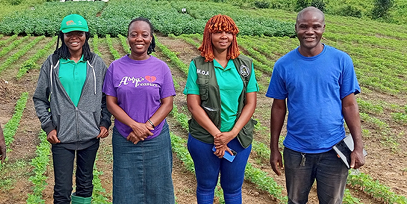 The (IITA soybean breeding unit is implementing the soybean component of the EU-funded Seeds4Liberia project in collaboration with MoA, CARI, NaFAA, SDCA, and LACRA