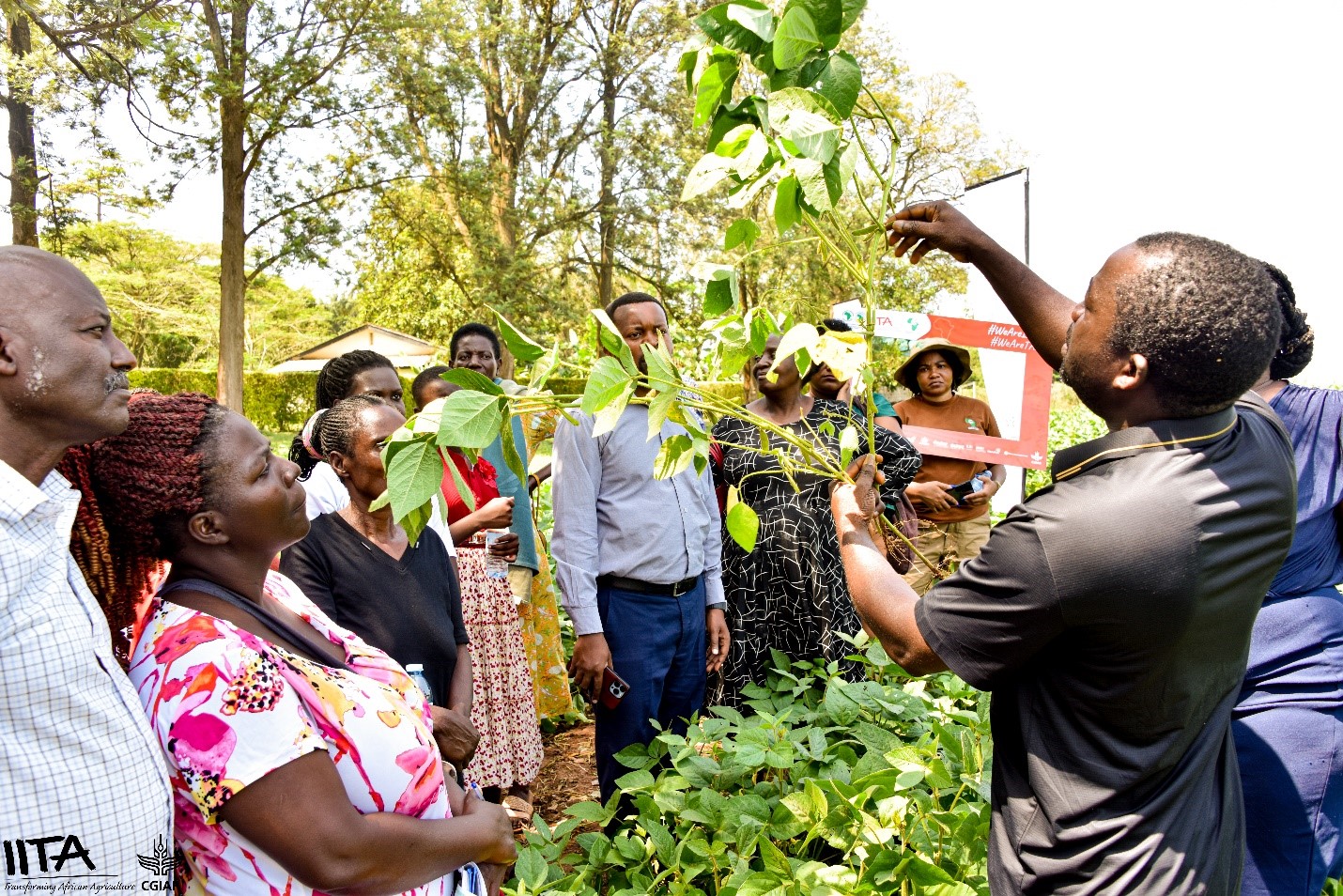Dr Oluwaseun Omikunle from IITA/TAAT Soybean Compact compares Nodumax and Makerere’s Rhizobia-inoculated soybean plants