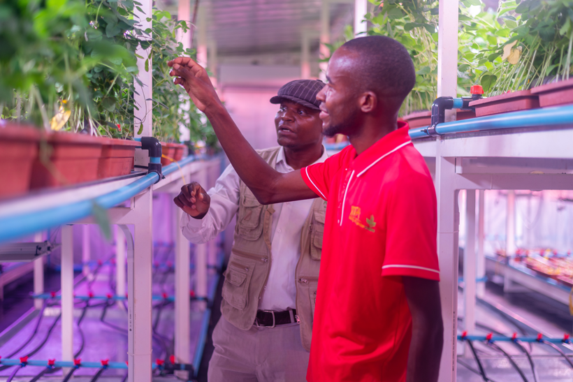 IITA Zambia staff checking soybean plants in the breeding facility.