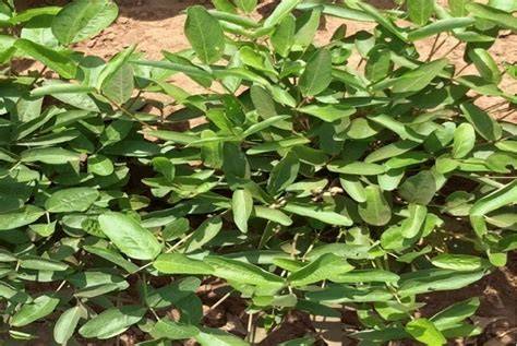 Seven weeks old Bambara groundnut plant on the field.