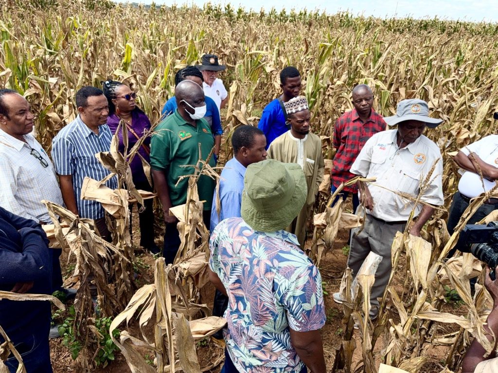 Mazie breeders are taken through a trial field at ZAMSEED in Zambia. 