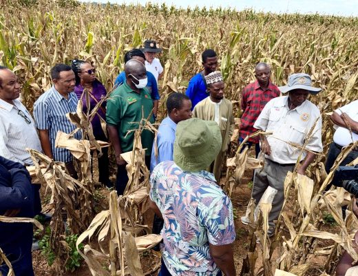 Mazie breeders are taken through a trial field at ZAMSEED in Zambia.