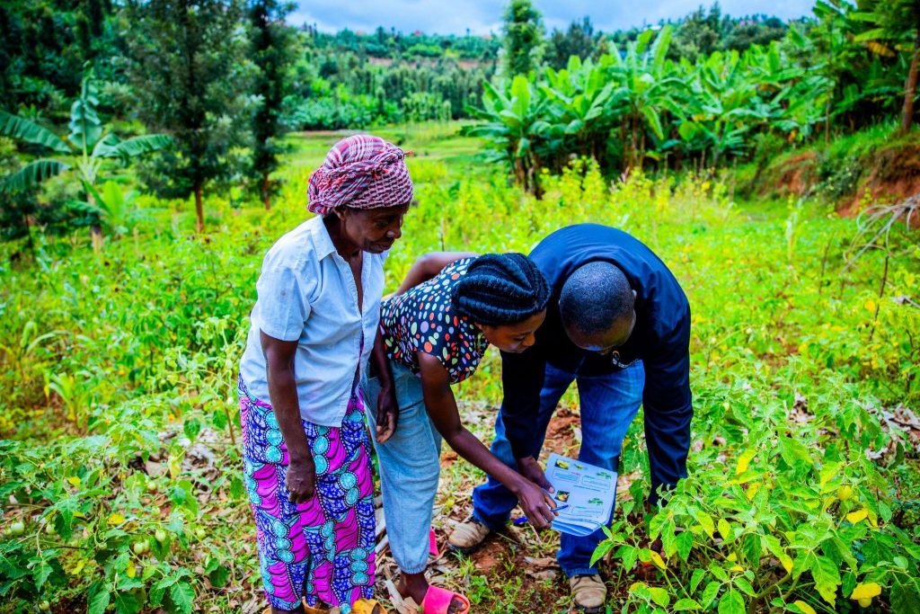 Tricot farmers, supported by One Acre Fund field technician, recording performance data of African Eggplant varieties under Tricot trials in Rutsiro District.