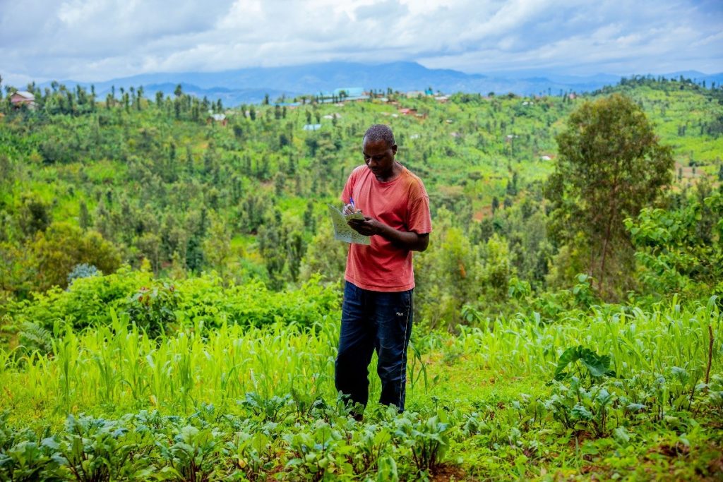 A farmer monitoring his sorghum and beetroot Tricot trials, observing performance differences among the three varieties, and recording the progress of each plot in Rutsiro District. 