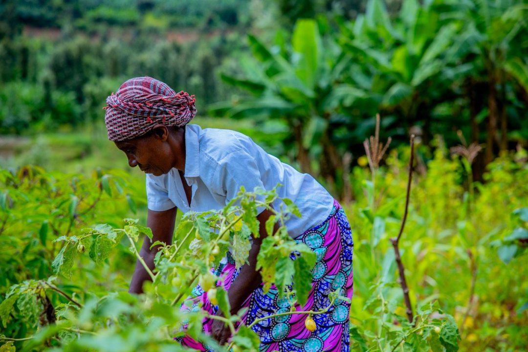 Donatile Uzamukunda in her plot, testing three varieties of vegetable seeds, mainly eggplant and cabbage.