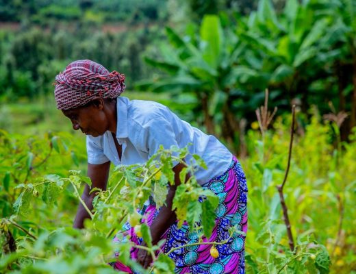 Donatile Uzamukunda in her plot, testing three varieties of vegetable seeds, mainly eggplant and cabbage.