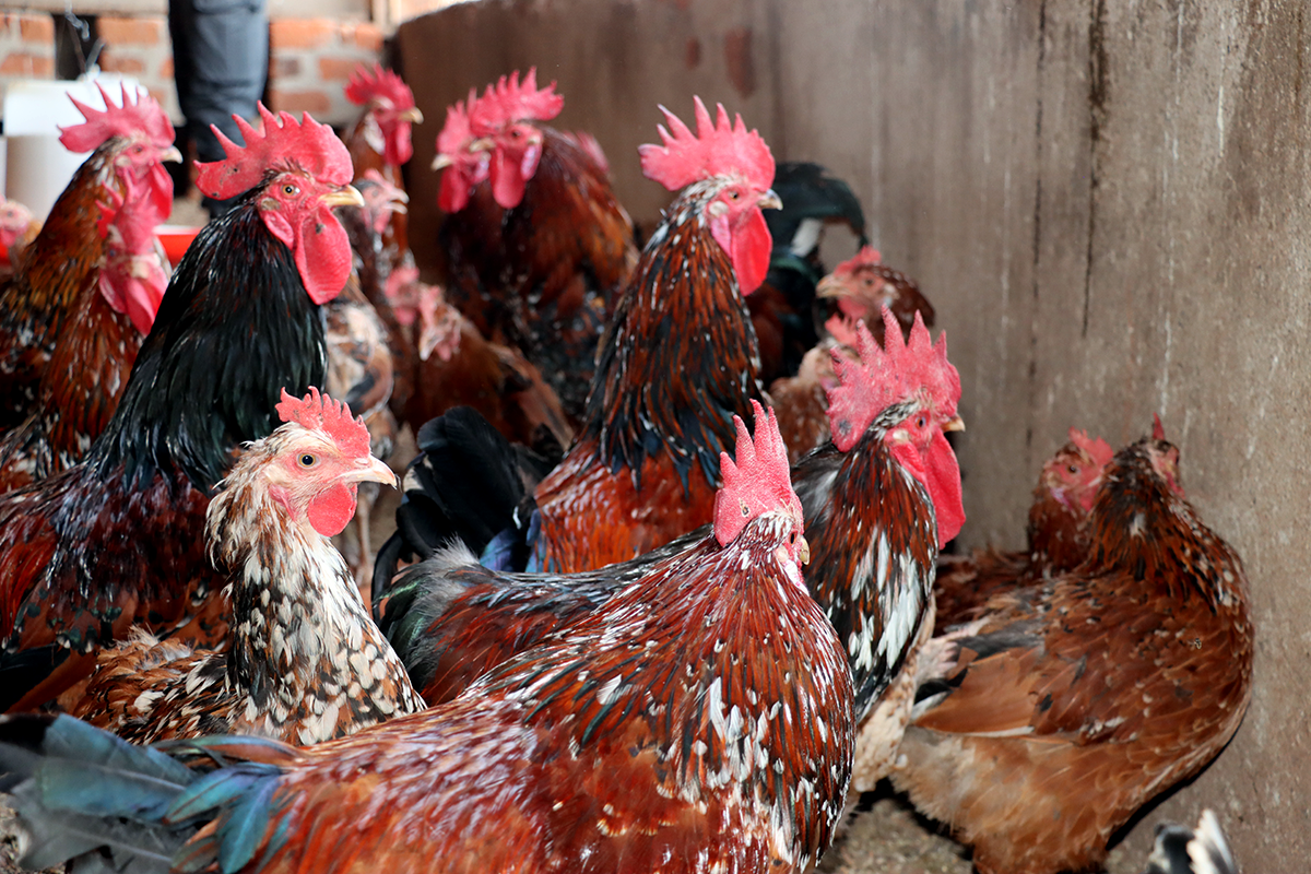 Boschveld chicken introduced in communities as livestock innovation for income generation.