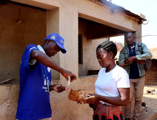 Community agent vaccinating poultries in his community.
