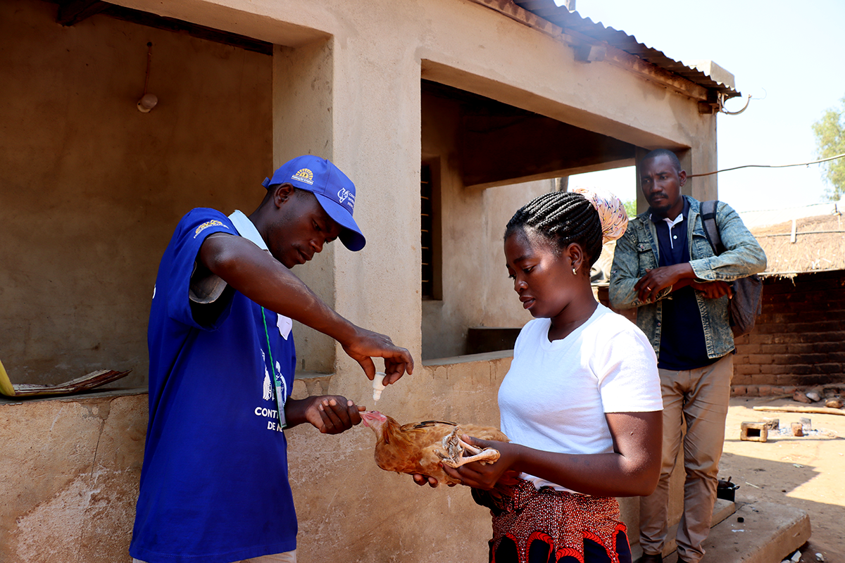 Community agent vaccinating poultries in his community.
