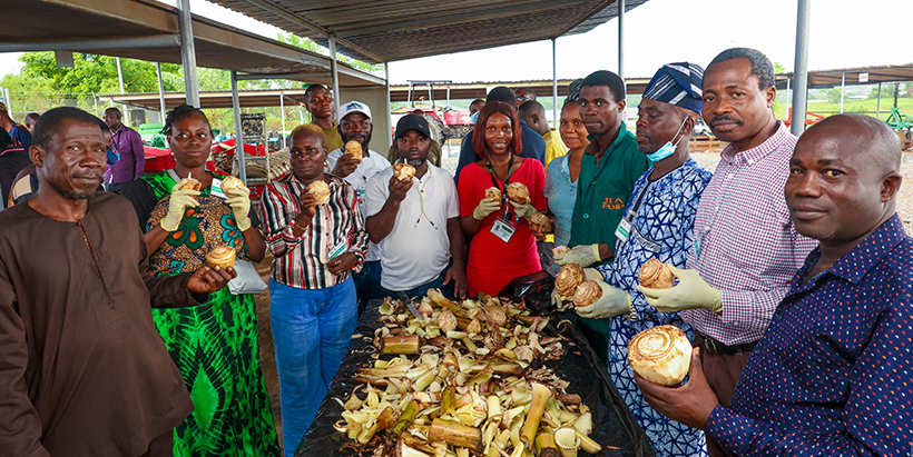 Participants display prepared corms after a practical session on corm preparation techniques.