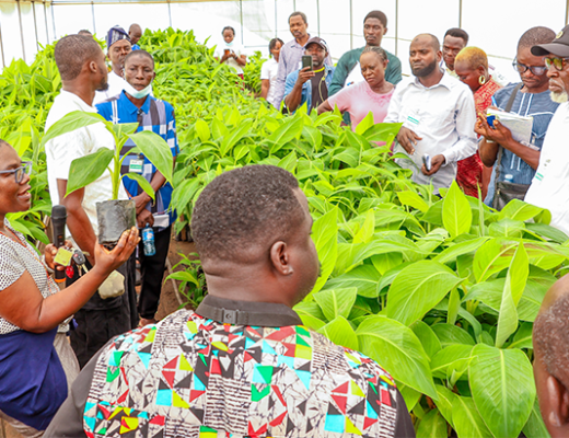 Dr Dr Delphine Amah demonstrating nursery management practices that support the production of quality banana plantain materials.