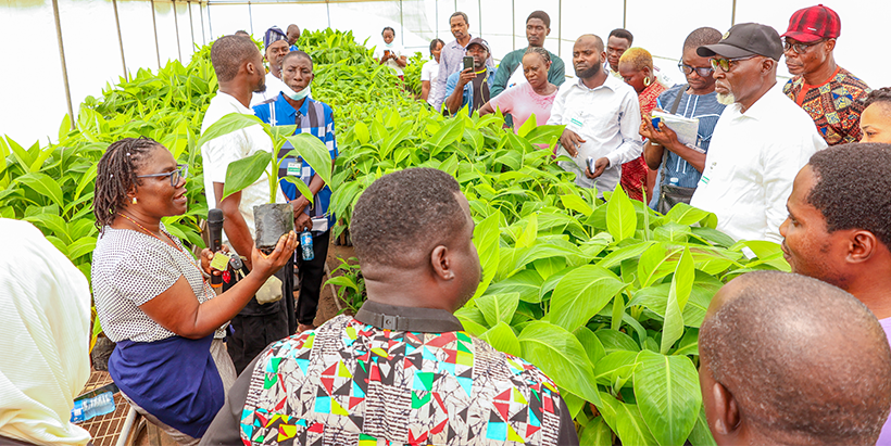 Dr Dr Delphine Amah demonstrating nursery management practices that support the production of quality banana plantain materials.